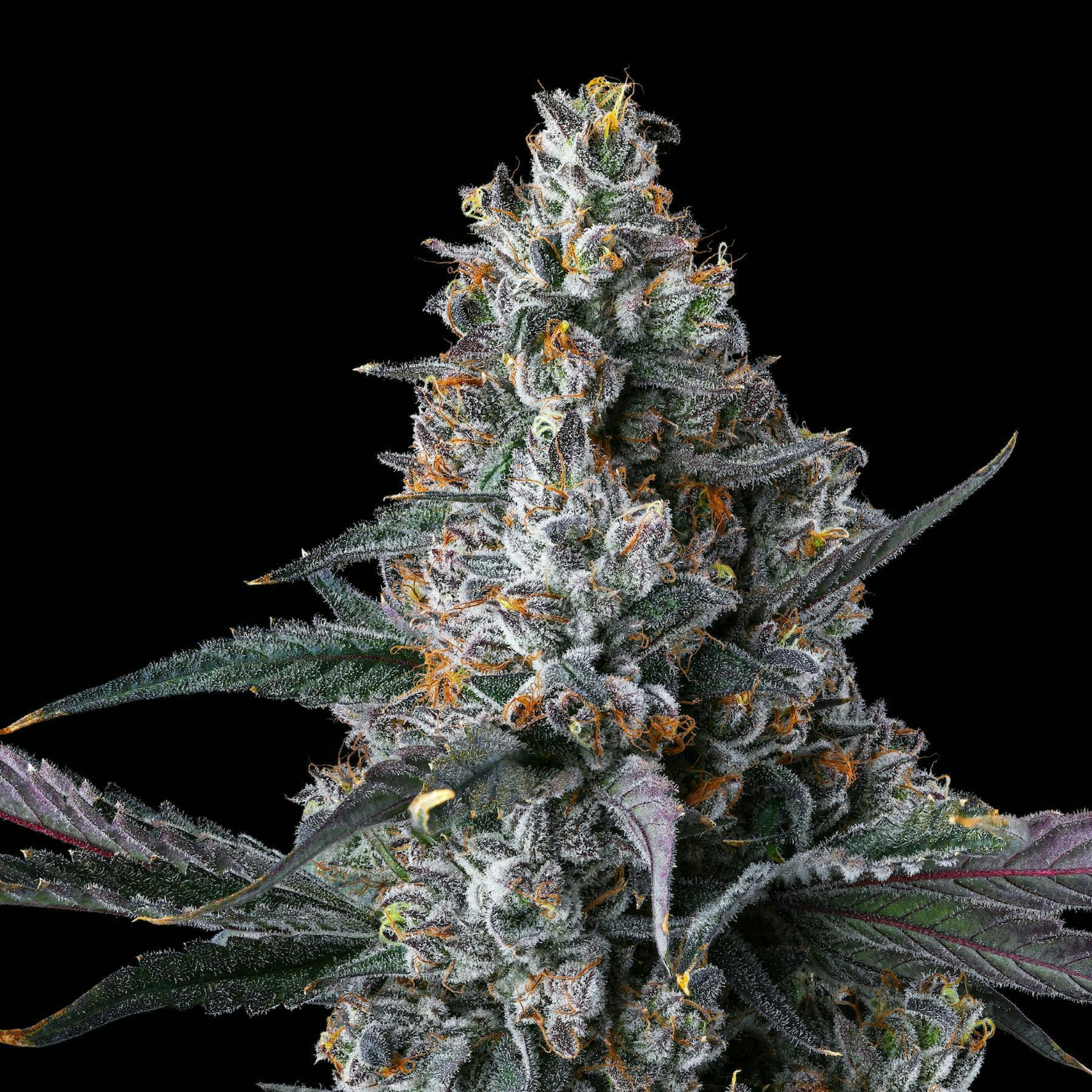 Parisian Kush - 14 g