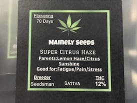 Mainely Seeds Super Citrus Haze