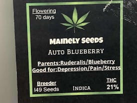 Mainely Seeds Auto Blueberry