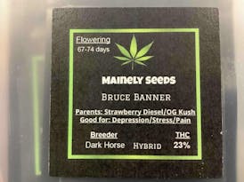 Mainely Seeds Bruce Banner