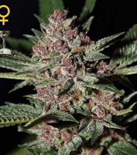 Bubba Kush