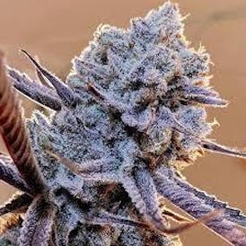 Lilac Diesel