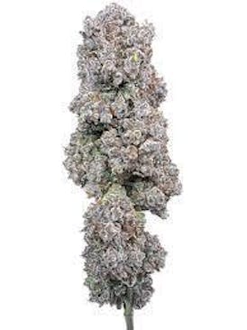 Mandarine Cookies Haze