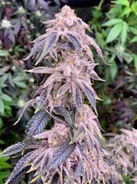 Frosted Enigma