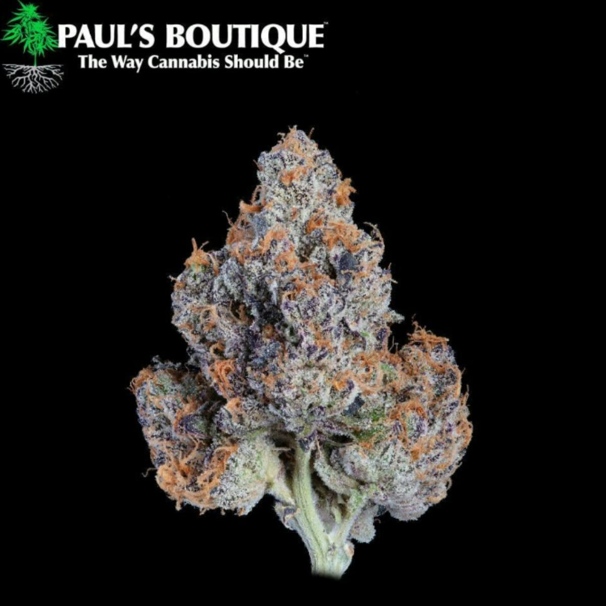 Paul's Boutique | LA Kush Cake | Flower | H | [3.5g]