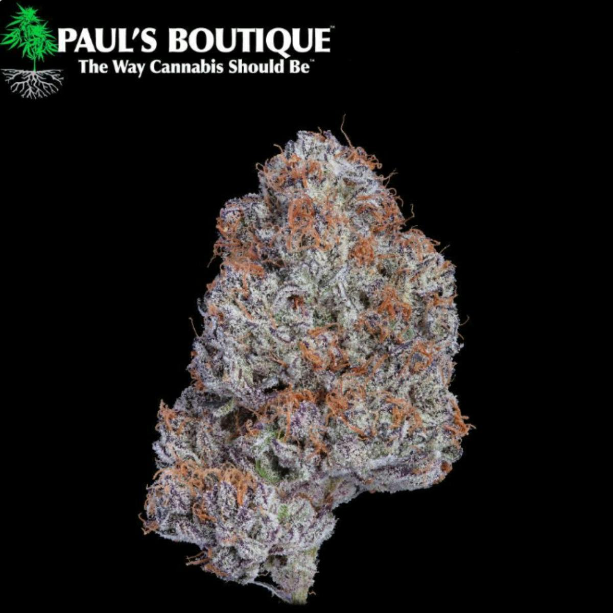 Paul's Boutique | Carbon Fiber | Flower | H | [3.5g]