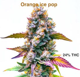 Orange Ice Pop