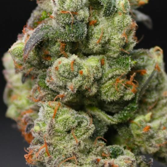 Grasshopper | Hidden Funk