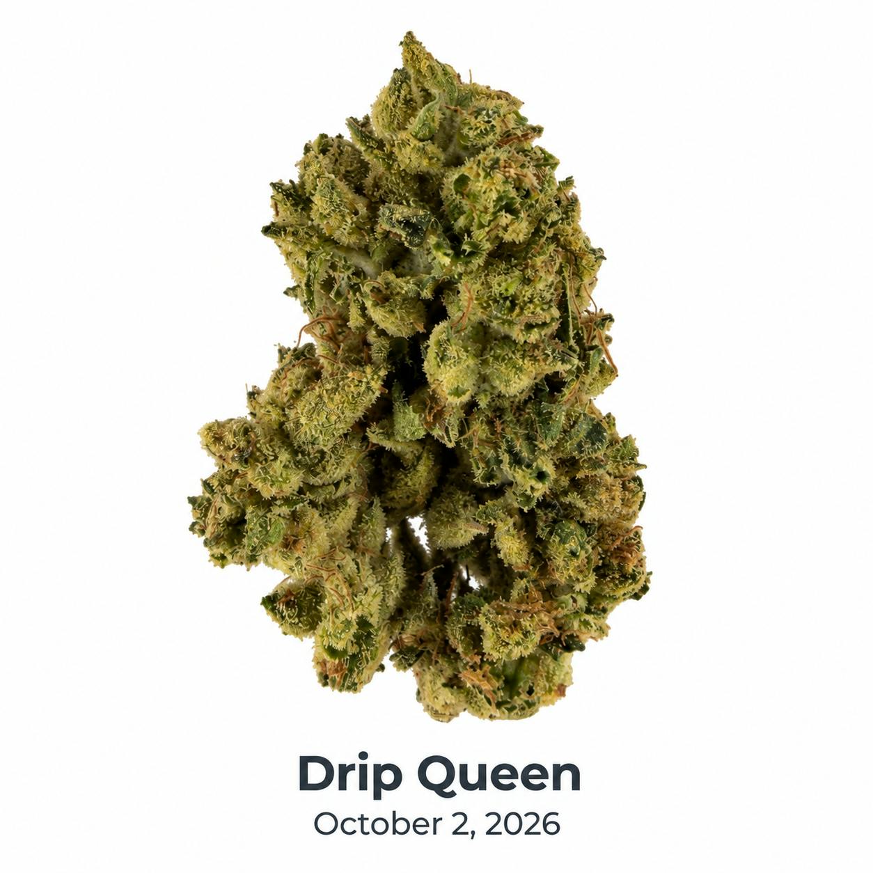 HDH - Drip Queen
