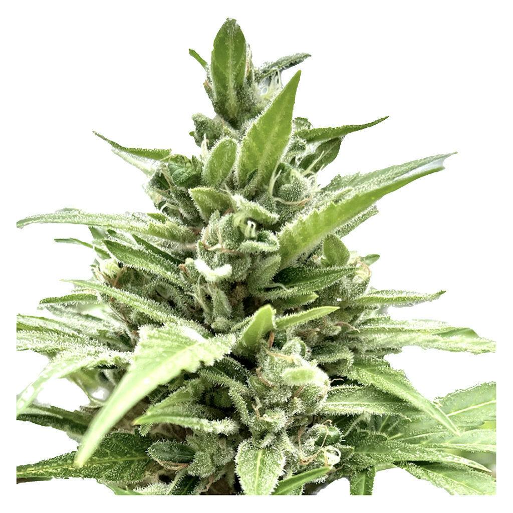 Clone Collector Seed Bank - Tangerine Truffle Breath - Feminized Seeds - Indica - 1 Pack