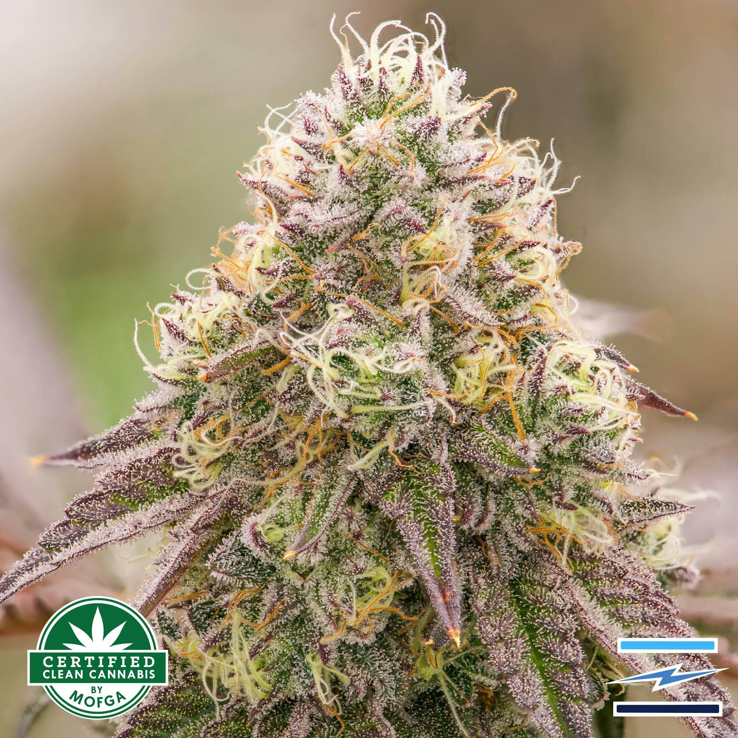 Blue Sky 3.5g Chili Verde