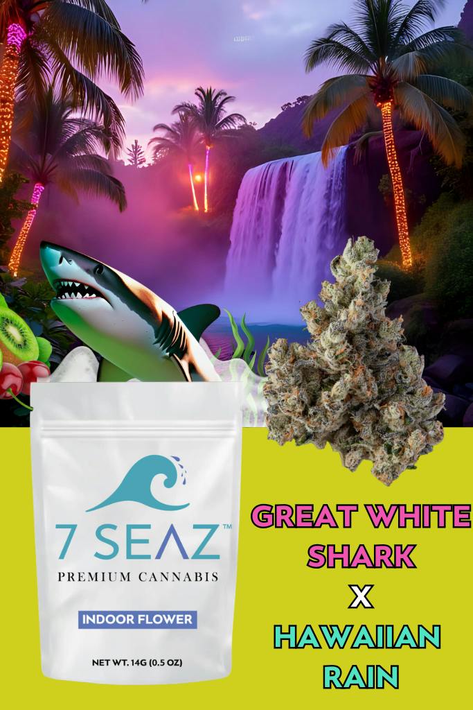 Great White Shark x Hawaiian Rain | Flower | Hybrid | 14