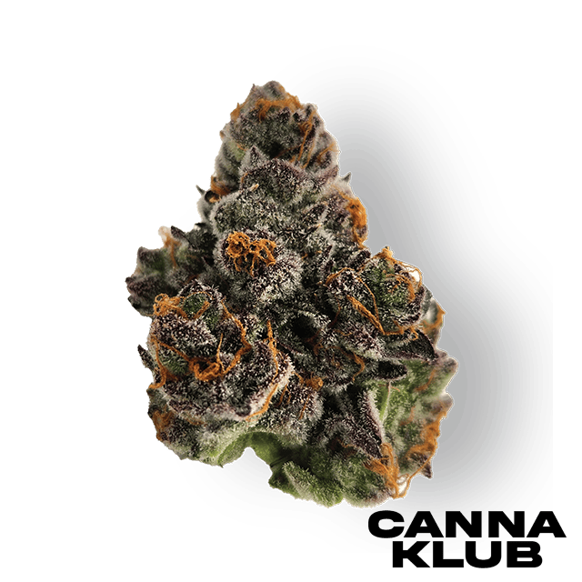 SLURTY #3 3.5G at Canna Klub Luzerne, Recreational Marijuana Dispensary