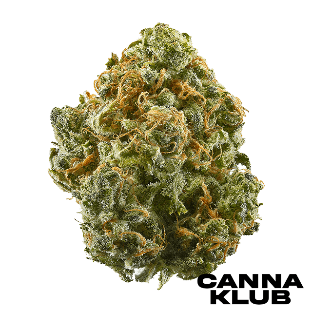 Blue Dream Living Soil Organic
