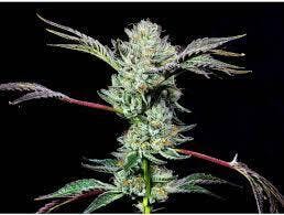 Cherry Cheese-3.5g TAC 31.71
