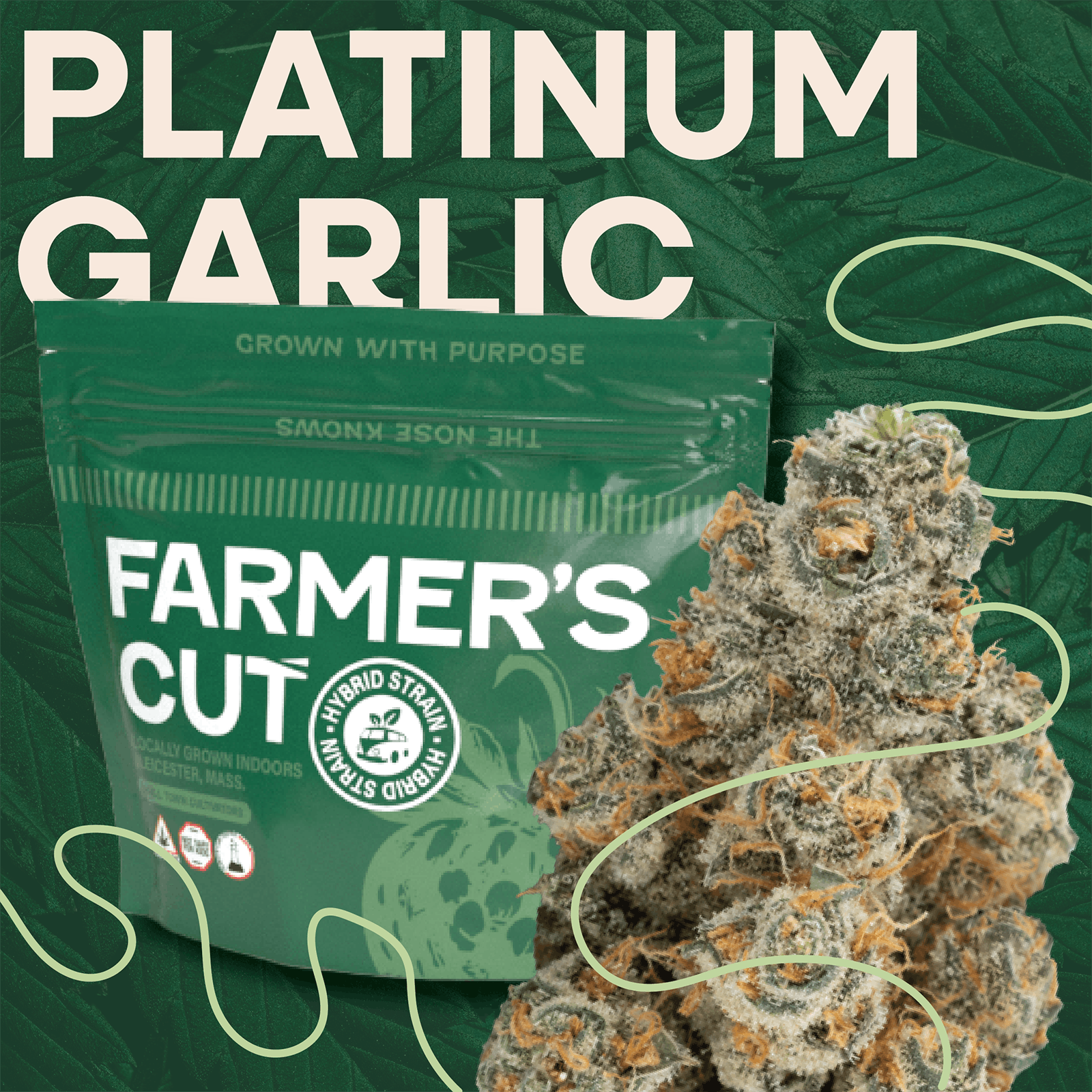 Platinum Garlic-3.5g TAC 28.3% at Pioneer Valley Trading Company Southwick
