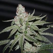 High Flyer-3.5g TAC 31.89%