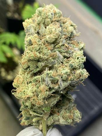 Sour Diesel Wing-wang 1/2oz