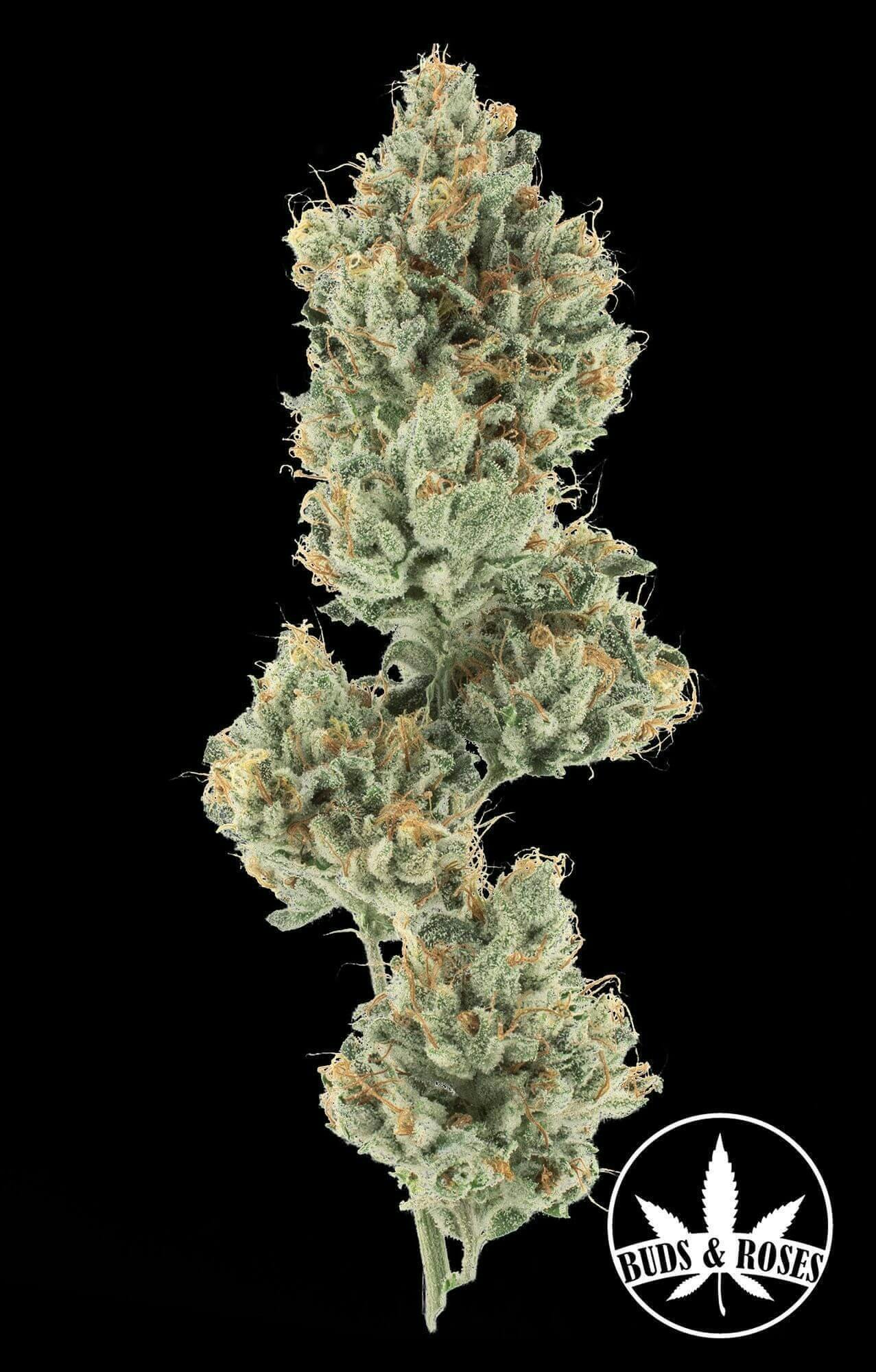 GG#4 x Sour Diesel