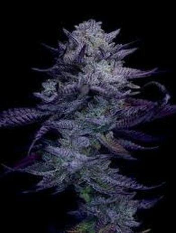 Hood Trophy Puffin 7pk