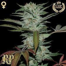 Sour Kush 1/2oz