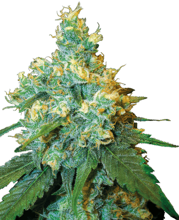 Jack Herer Pre-roll 0.5g at Lifted Meds Missoula Dispensary