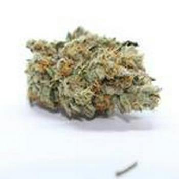 Crescendo Pre-roll 0.5g at Lifted Meds Missoula Dispensary