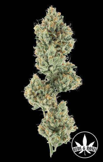 GG#4 x Sour Diesel Pre-roll 0.8g at Lifted Meds Missoula Dispensary