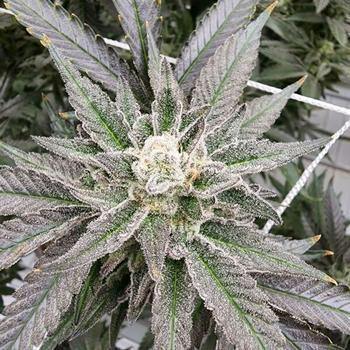 Max Stomper Puffin 7pk