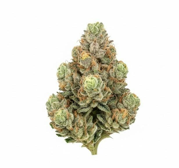 Zuava Flower - 26761