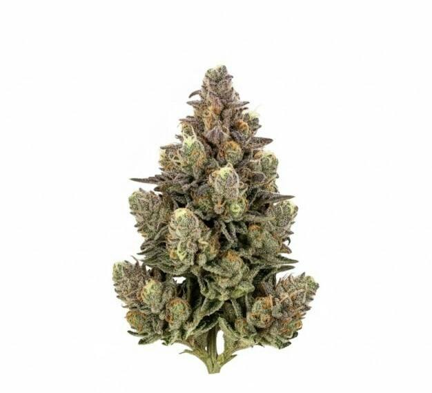 CTPharma Gush Mintz Whole Flower 26.28 % (I) 3.5g - 27452 at Trulieve Bristol Dispensary