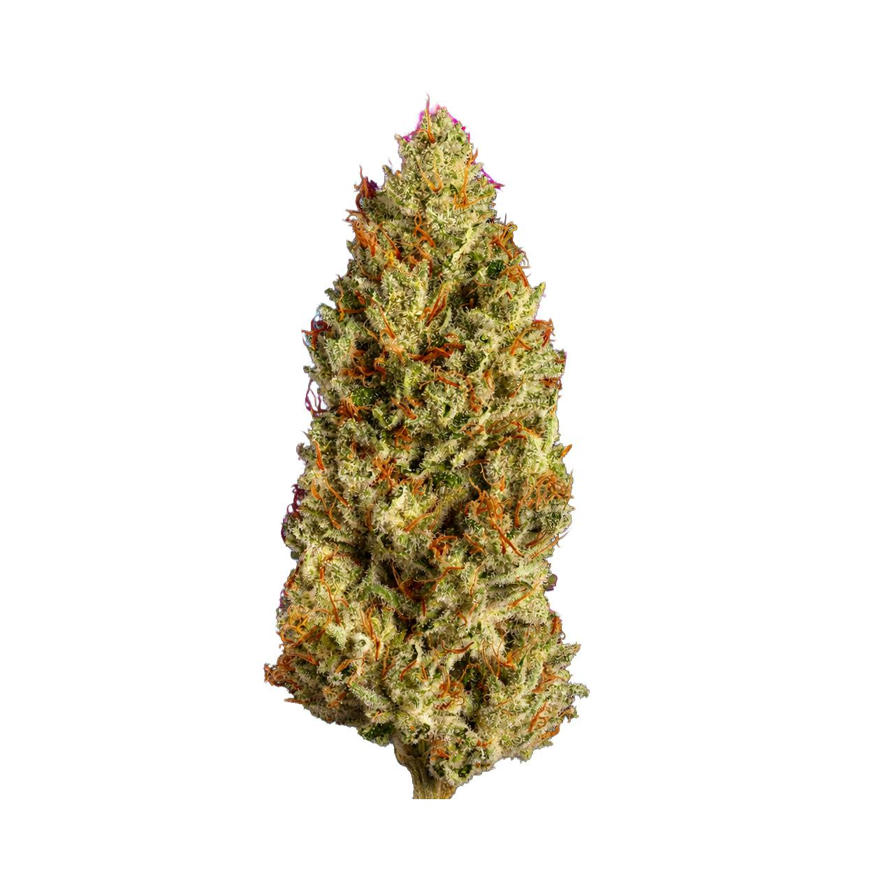 Mac N Jack Flower - 00139
