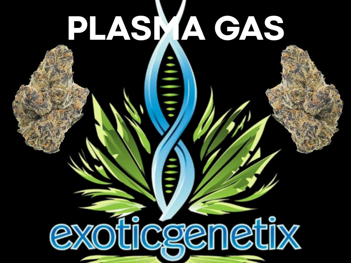EXOTIC GENETIX | PLASMA GAS | BULK | INDICA
