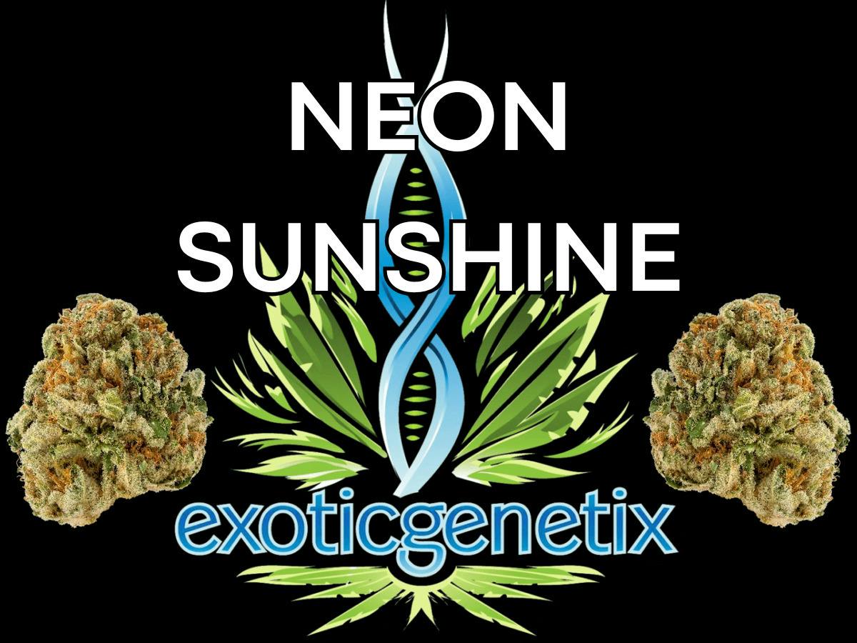 EXOTIC GENETIX | NEON SUNSHINE | BULK | HYBRID