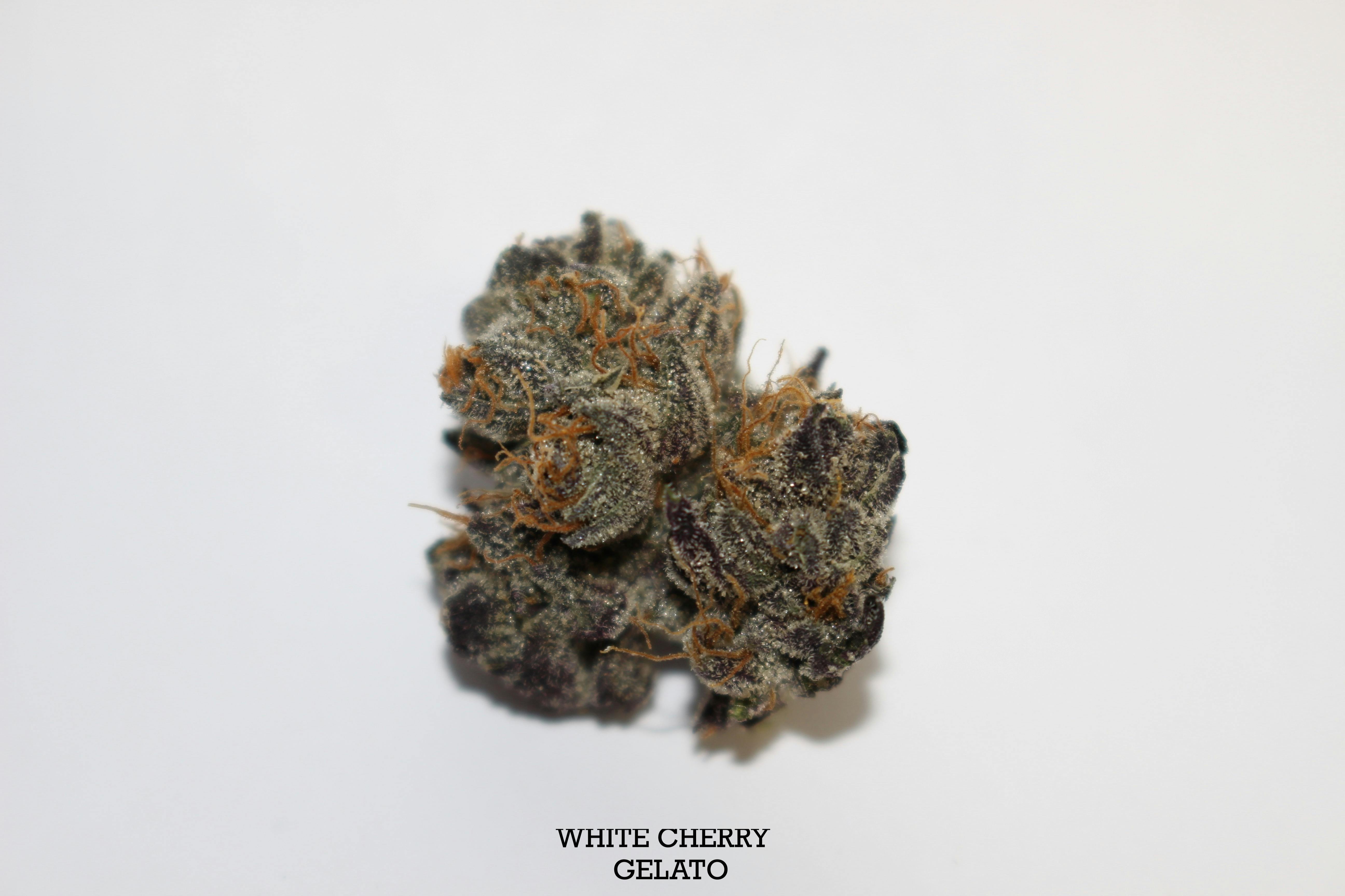 White Cherry Gelato | Flower Smalls