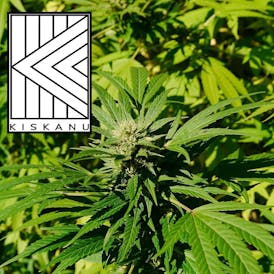 **WOW!** Kiskanu - Ogre (Sativa) - Flower 3.5g