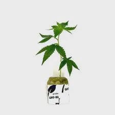 Clone Guy | Legend OG | Indica | Clone