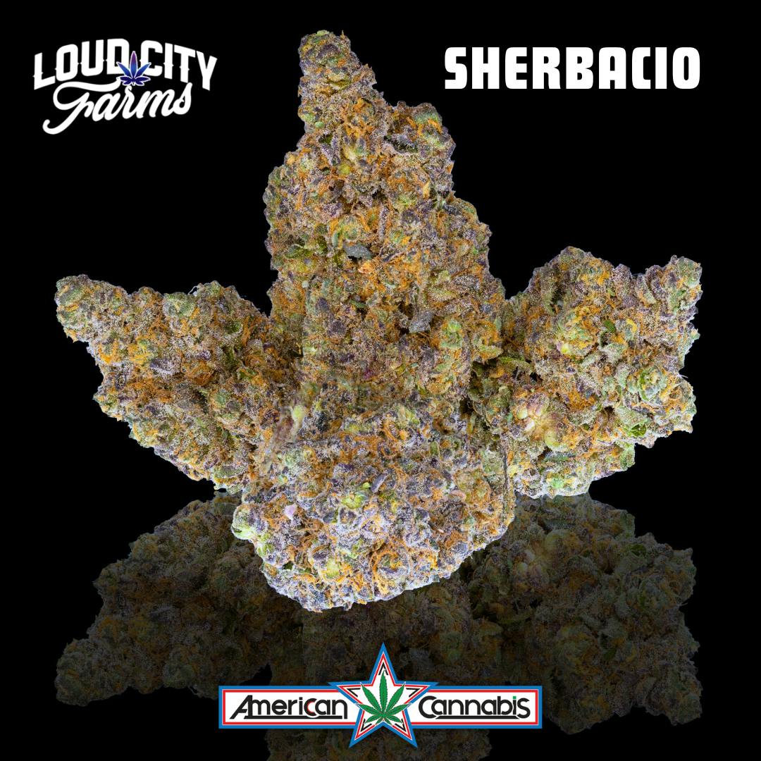 [Flower] Loud City Extracts Sherbacio 3.5g [Hybrid]