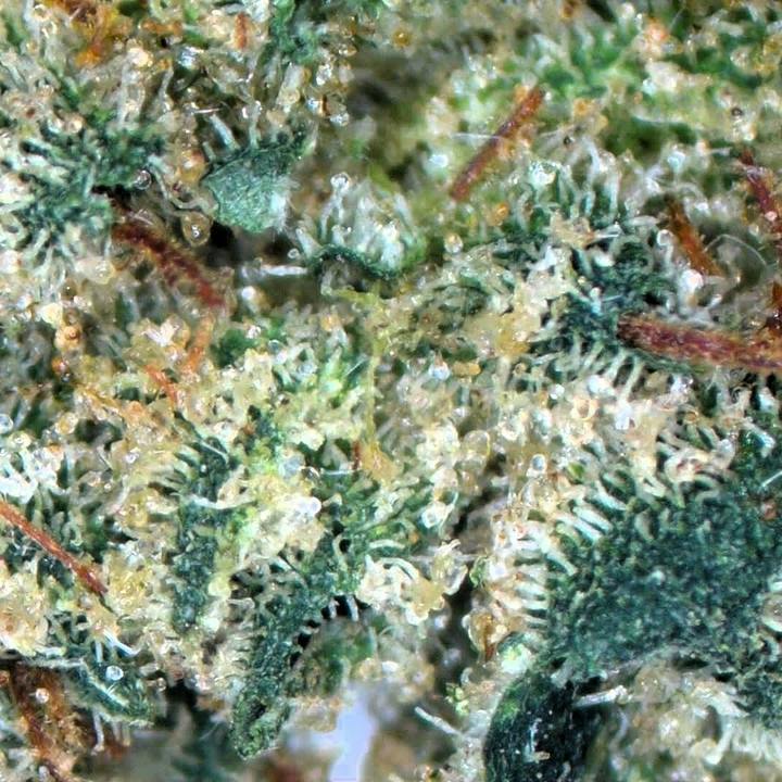 Meow - Loose at Seed of Life Labs | Havre Dispensary