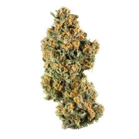Grassroots | Fuji Sherbet