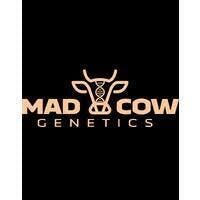 Mad Cow | 1g Single Joint | Kimochi