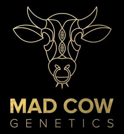 Mad Cow | 1g Single Joint | Lambs Bread