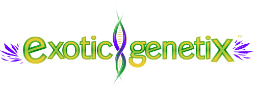 Exoticgenetix - Primetime - Fem Photo - 6pk