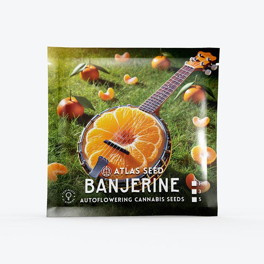 Atlas Seeds - Auto - Banjerine - 3pk at Legacy Cannabis