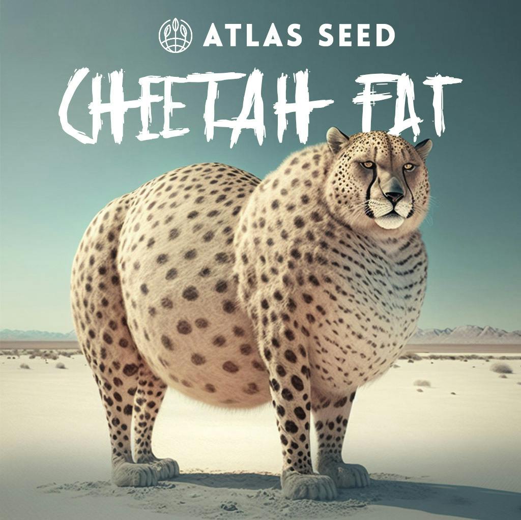 Atlas Seeds - Photo - Cheetah Fat - 3pk