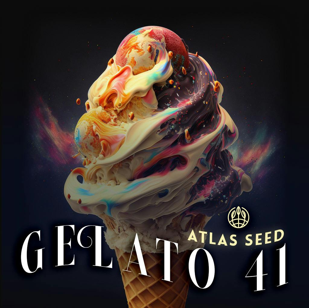 Atlas Seeds - Photo - Gelato 41 - 3pk