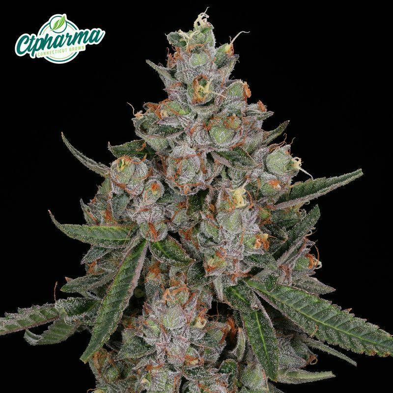 Tuscan Gelato Flower H 27436