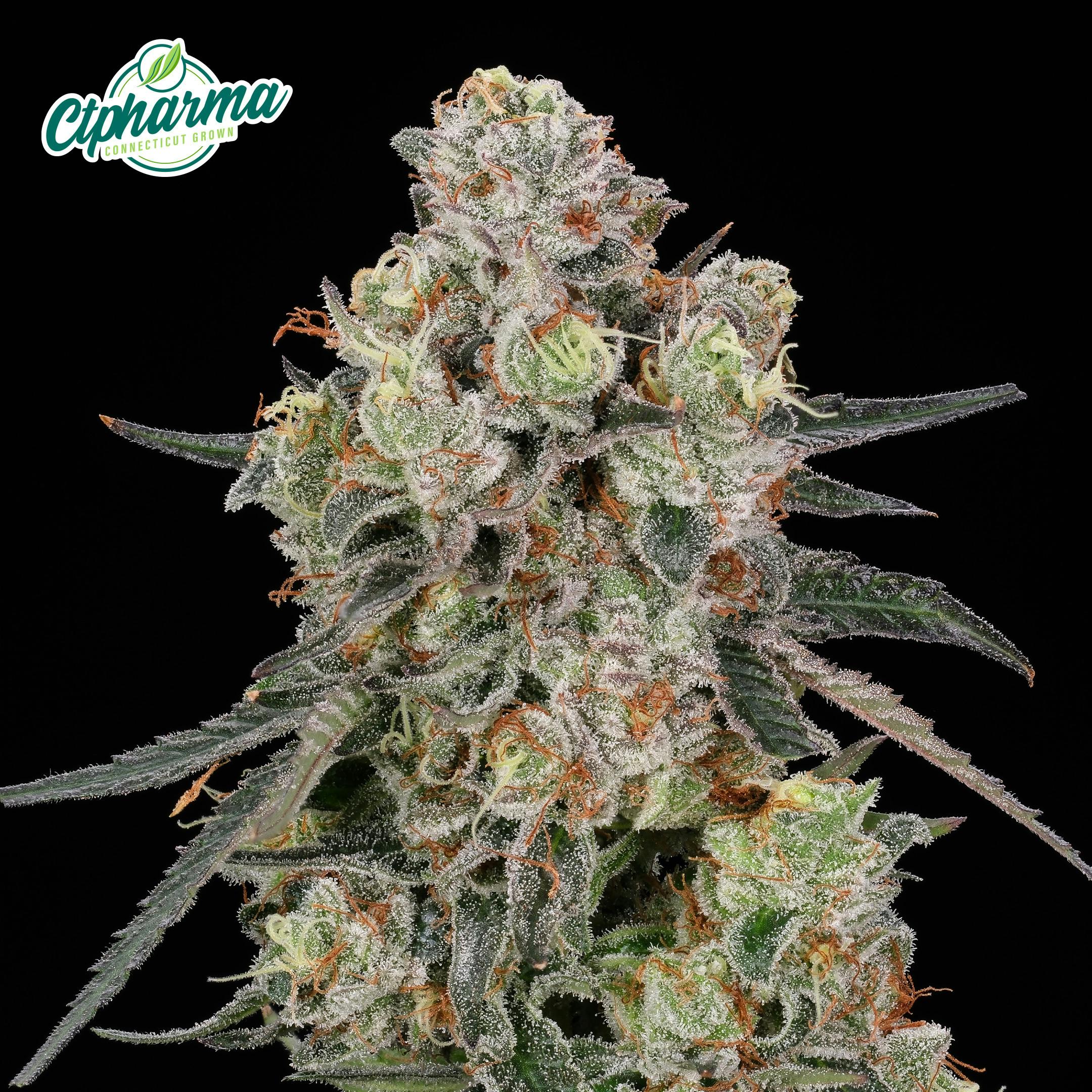 Passion Orange Guava Flower S 27413