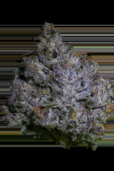FRACTAL | 14G JAR | JEALOUSY