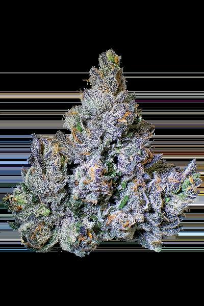 FRACTAL | 14G JAR | Z33